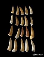 Haai - Fossiele tand - Enchodus - 5 cm - 0 cm  (Zonder, Verzamelen