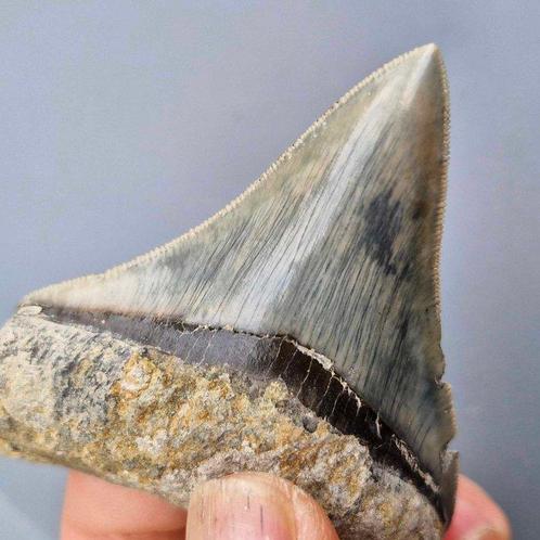 Megalodon Shark - Fossiele tand - megaselachus megalodon -, Verzamelen, Mineralen en Fossielen