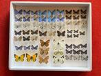 Vlinder Taxidermie volledige montage - Butterflies - 5 cm -, Verzamelen, Dierenverzamelingen, Nieuw