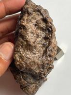 NWA 17087 LL6-BRECCIA - 268.42 g - (1), Verzamelen