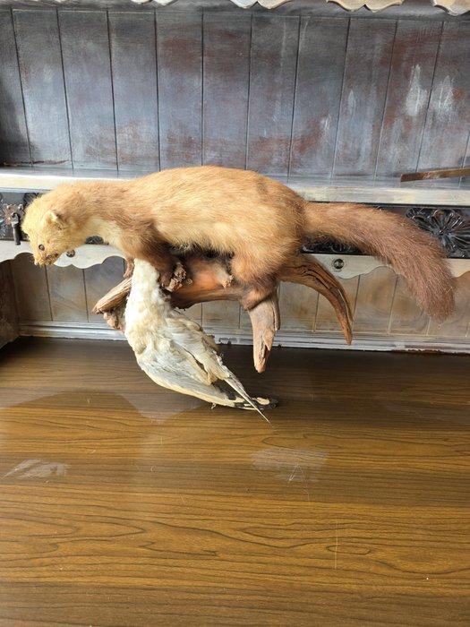 Collectie met dierenthema - musteliden met prooi, Verzamelen, Dierenverzamelingen