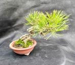 Bonsaï Pin (Pinus) - Hauteur (arbre) : 11 cm - Profondeur