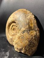 Ammoniet - Gefossiliseerd dier - 24 cm - 24 cm (Zonder