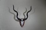Greater Kudu Schedel - Tragelaphus strepsiceros - 50 cm -, Nieuw