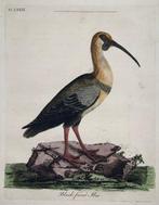 Lot of 3 original hand coloured engravings by Latham, John