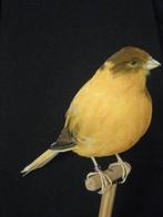 huiskanarie Taxidermie volledige montage - Domestica canaria