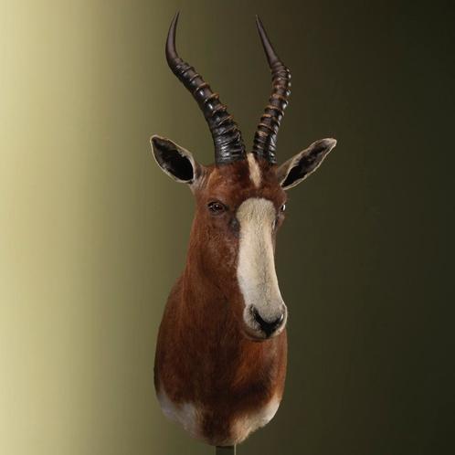 Blesbok Taxidermie Opgezette Dieren By Max, Verzamelen, Dierenverzamelingen, Opgezet dier, Nieuw, Wild dier, Ophalen of Verzenden