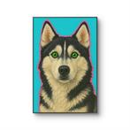 Tomas - Husky