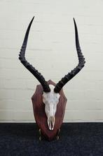 Large African Impala Schedel - Aepyceros melampus - 0 cm - 0, Verzamelen, Dierenverzamelingen, Nieuw