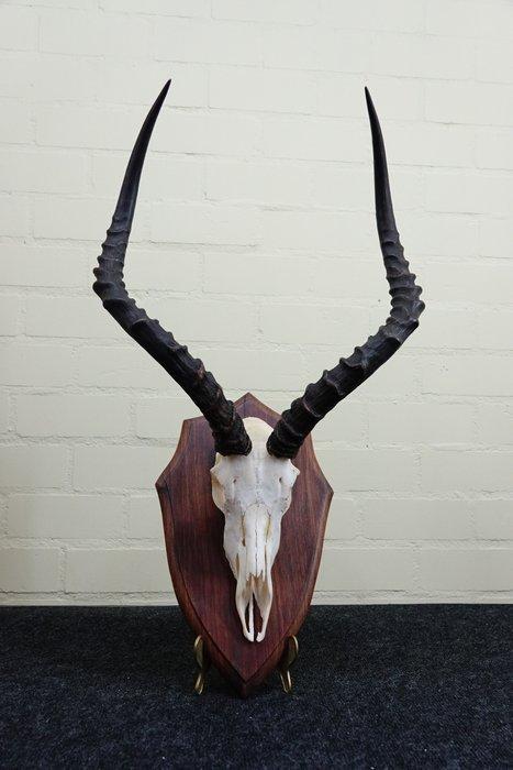 Large African Impala Schedel - Aepyceros melampus - 0 cm - 0, Verzamelen, Dierenverzamelingen