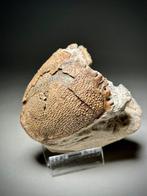 Ultra zeldzame krab - Fossiel rugschild - Sabahranina