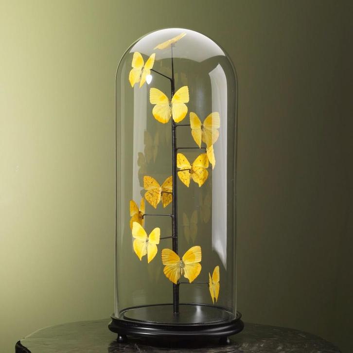 Vlinders in Antieke Stolp Taxidermie Opgezette Dieren By Max, Verzamelen, Dierenverzamelingen, Opgezet dier, Nieuw, Insect, Ophalen of Verzenden