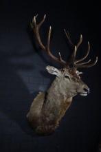 Large Red Stag - head-mount on shield - Taxidermie, Nieuw