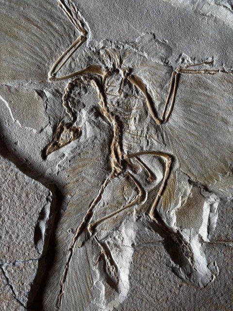 REPLICAArchaeopteryx - Gefossiliseerd dier - 48 cm - 38 cm, Verzamelen, Mineralen en Fossielen