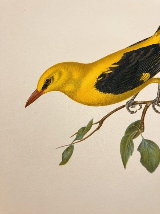 Von Wright brothers & Bror Halberg - Golden oriole, Collections, Collections Animaux
