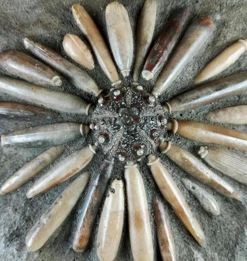 Hogere kwaliteit fossiele zeekat!!! - Schelp met radiolen -, Verzamelen, Mineralen en Fossielen