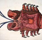 Conrad Gesner (1516-1565) Squilla, Mantis Shrimp - Folio