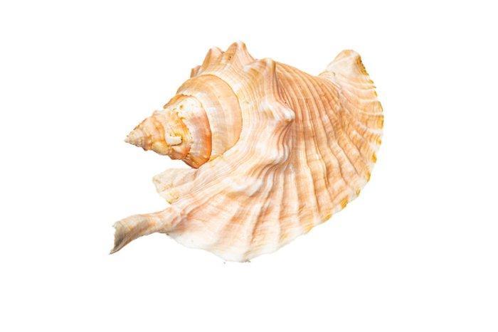 Hahn-Schnecken *** Taxidermie wandmontage - Strombus gallus, Verzamelen, Dierenverzamelingen