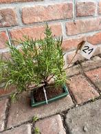 rozemarijn bonsai - Hoogte (boom): 26 cm - Diepte (boom): 25