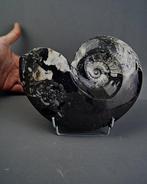 Goniatiet - Gefossiliseerde schelp - Goniatite Pieza
