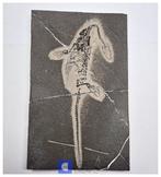 Interessant enorm authentiek gedeeltelijk uit elkaar liggend