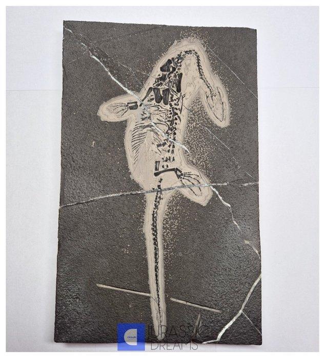 Interessant enorm authentiek gedeeltelijk uit elkaar liggend, Verzamelen, Mineralen en Fossielen