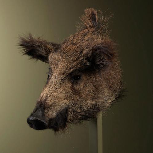 Wild Zwijn Klein Taxidermie Opgezette Dieren By Max, Verzamelen, Dierenverzamelingen, Opgezet dier, Nieuw, Wild dier, Ophalen of Verzenden