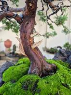 Bonsai van Juniper Itoigawa op steen compositie -