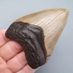 Megalodon Shark - Fossiele tand - Otodus (Carcharocles)