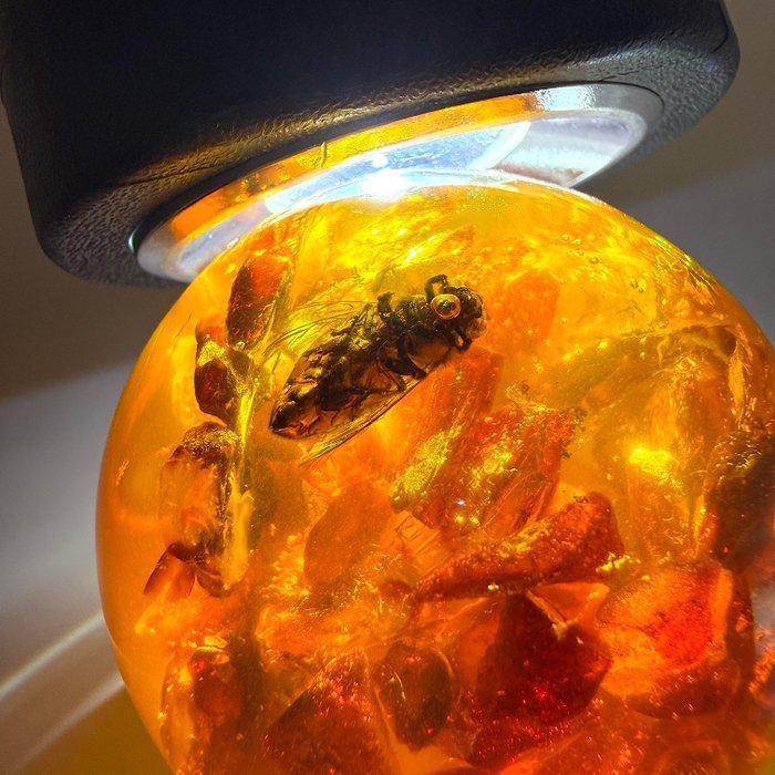 Bal met bij en Baltische amberstenen - Barnsteen - Succinite, Antiek en Kunst, Curiosa en Brocante