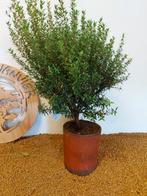 myrtus microphylla - Hauteur (arbre) : 41 cm - Profondeur