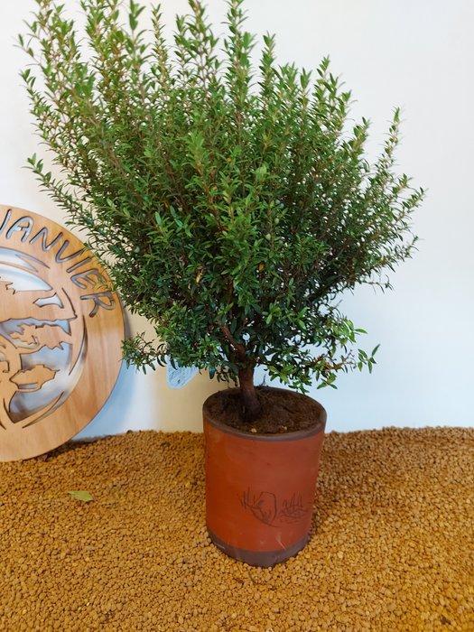 myrtus microphylla - Hauteur (arbre) : 41 cm - Profondeur, Antiek en Kunst, Curiosa en Brocante