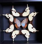 Papillon Support de corps entier pour taxidermie -, Verzamelen, Nieuw