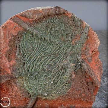 Fossile remarquable dune crinoïde fossile Crinoïde, Maroc-, Collections