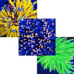 Euphyllia Ultra Pack