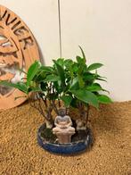 Vijgenboom bonsai (Ficus) - Hoogte (boom): 20 cm - Diepte