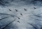 Matthieu van Riel - Flying Birds