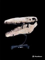 Zeereptiel - Fossiele schedel - Mosasaurus sp. - 55 cm - 22