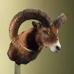 Moeflon Taxidermie Opgezette Dieren By Max, Ophalen of Verzenden, Nieuw, Wild dier, Opgezet dier