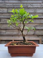Acer nioi bonsai - Hoogte (boom): 25 cm - Diepte (boom): 20