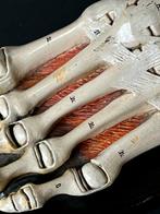 Onderwijs/demonstratiemodel - Gips - 1940-1950 - Anatomie