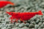 Neocaridina davidi bloody mary (Garnalen, Vissen)