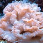 Nemenzophyllia Turbida (Fox Coral) L (Ong. 15 cm), Animaux & Accessoires, Poissons | Poissons d'aquarium