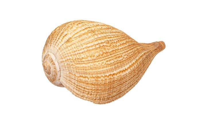 Zeeslak - RIESE - topkwaliteit Taxidermie volledige montage, Collections, Collections Animaux