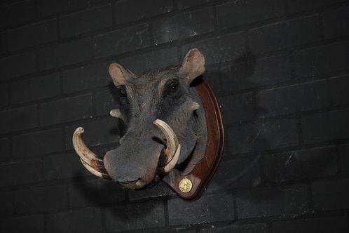 Grand phacochère africain Crâne - Phacochoerus africanus -, Antiek en Kunst, Kunst | Niet-Westerse kunst