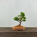 Bonsaï Cyprès du Japon (Chamaecyparis obtusa) - Hauteur