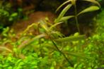 Hygrophila Tiger In Vitro, Dieren en Toebehoren, Vissen | Aquaria en Toebehoren, Nieuw, Verzenden