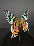 Vlinder Taxidermie volledige montage - Urania Ripheus - 18, Antiek en Kunst