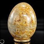 Natuurlijke fossiele koraal – gepolijst ei met straalvormige