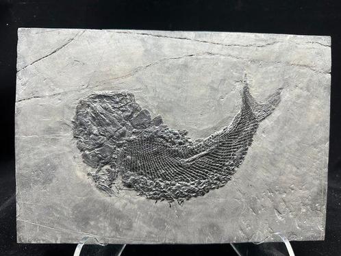 Fossiel - Fossiele matrix - Asialepidotus - 27 cm - 18 cm, Verzamelen, Mineralen en Fossielen